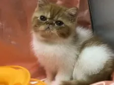 エキゾチックショートヘア【大阪府・女の子・2020年6月20日・レッドタビーアンドホワイト】の写真4