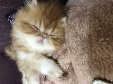 エキゾチックショートヘア【大阪府・男の子・2018年3月29日・レッド&ホワイト】の写真4「よく寝る子なんです」