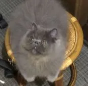 ペルシャ【大阪府・男の子・2021年4月8日・ブルー】の写真5