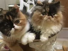 エキゾチックショートヘア【大阪府・女の子・2017年4月28日・キャリコ】の写真5