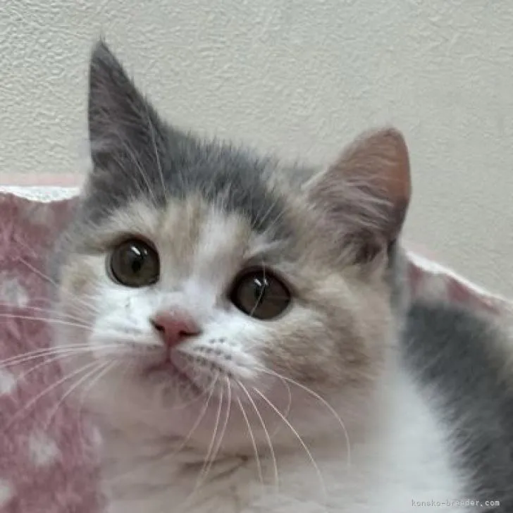 ID：2212-01138の子猫