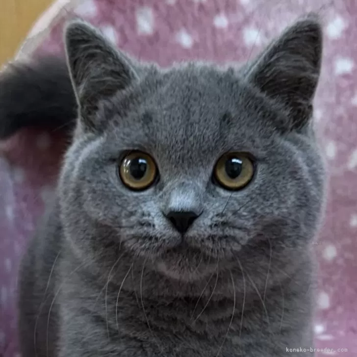 ID：2405-01606の子猫