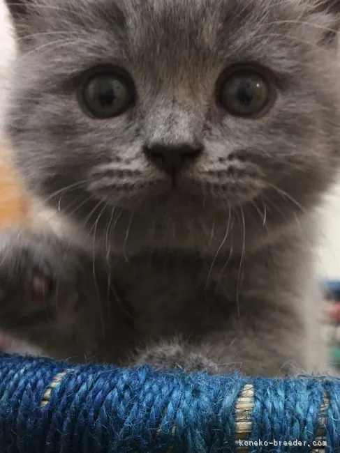 ID：1705-01316の子猫