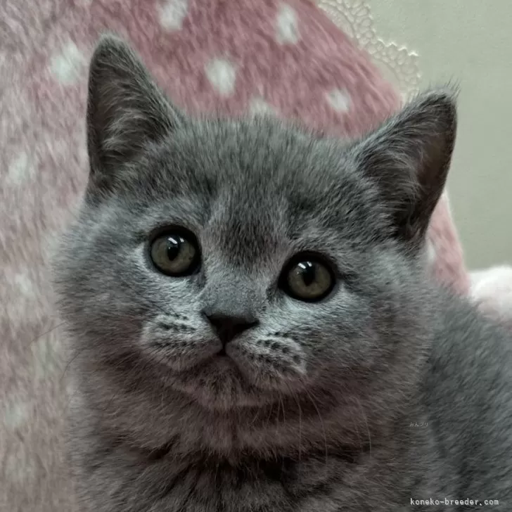 ID:2403-00371の子猫
