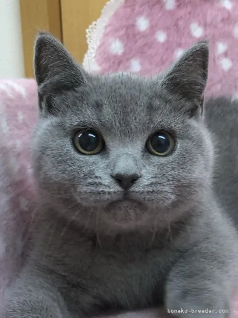 ID:2105-01443の子猫
