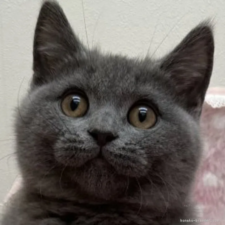 ID:2308-03314の子猫