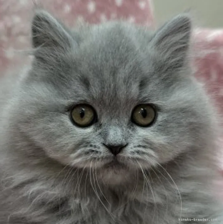 ID：2303-01457の子猫