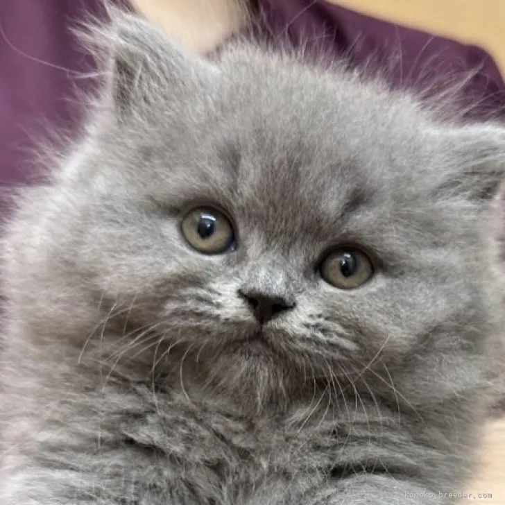 ID：2306-00288の子猫