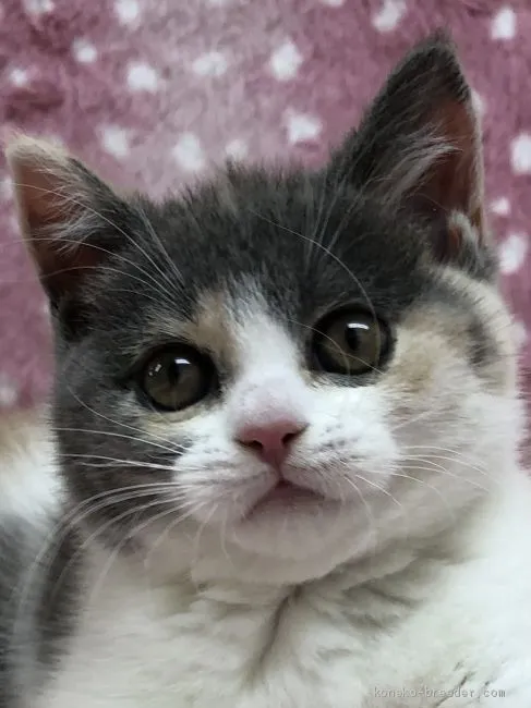 ID:2102-00288の子猫
