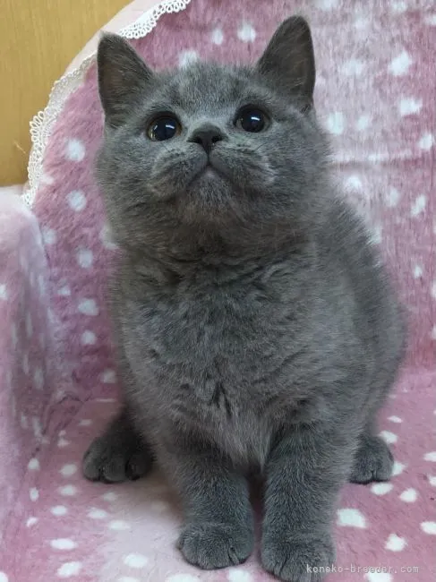 ID:2107-01718の子猫