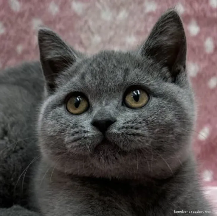 ID：2305-01795の子猫