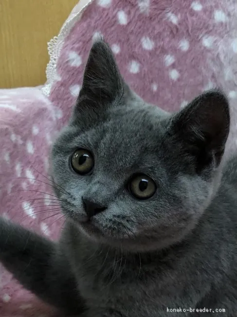ID：2101-01587の子猫