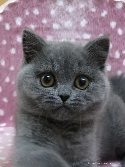 ID：2203-00967の子猫