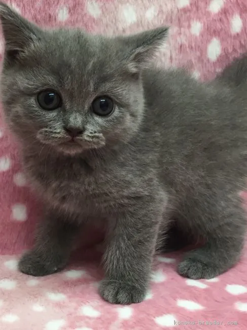 ID:1708-00248の子猫