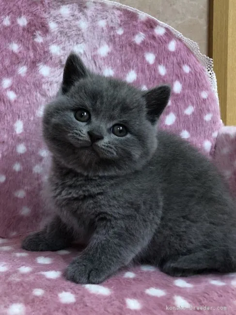 ID：1804-01784の子猫