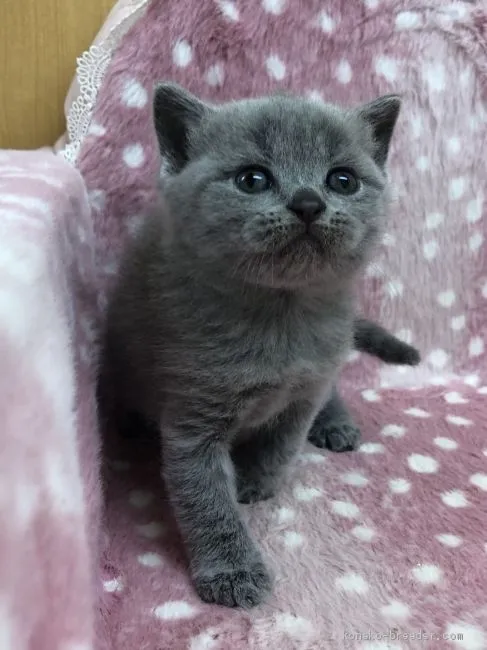 ID:2003-00937の子猫