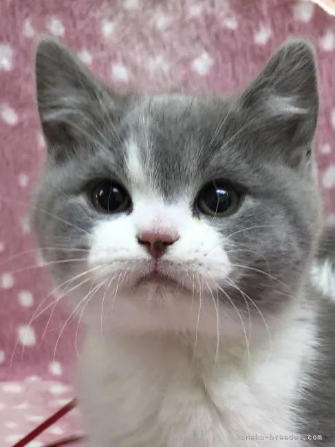 ID：2202-01752の子猫