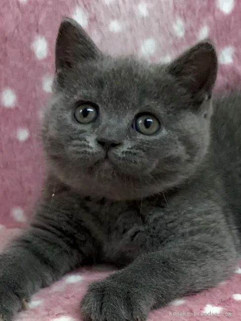 ID：1901-01185の子猫