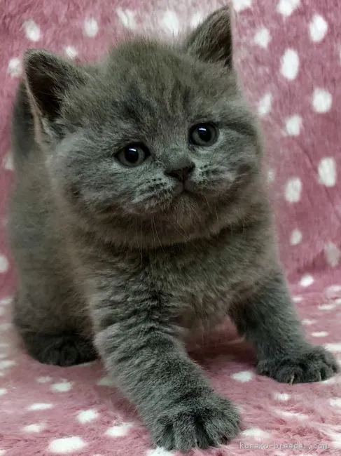 ID:1902-00241の子猫