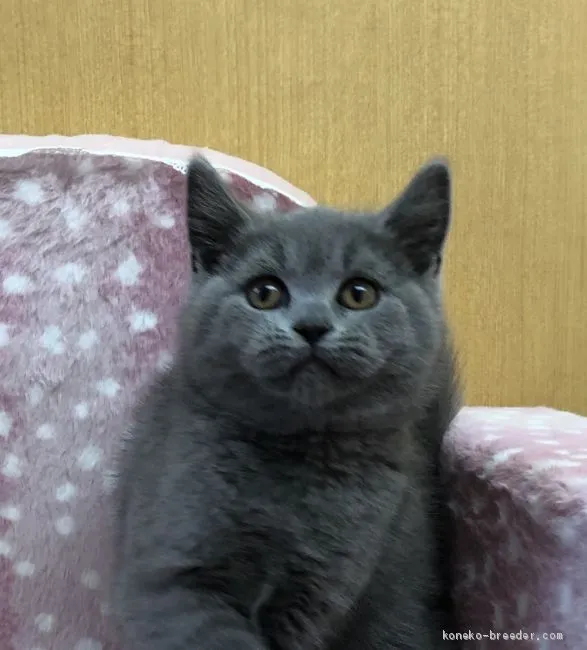 ID：2006-01279の子猫