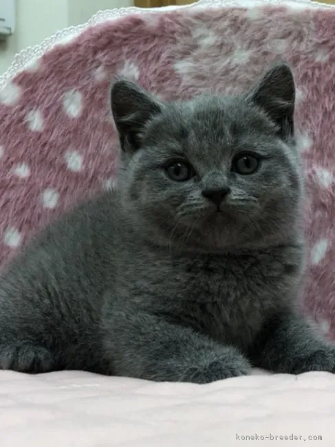 ID：1805-01823の子猫