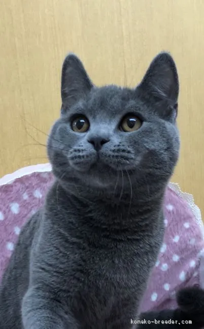ID:2001-00640の子猫