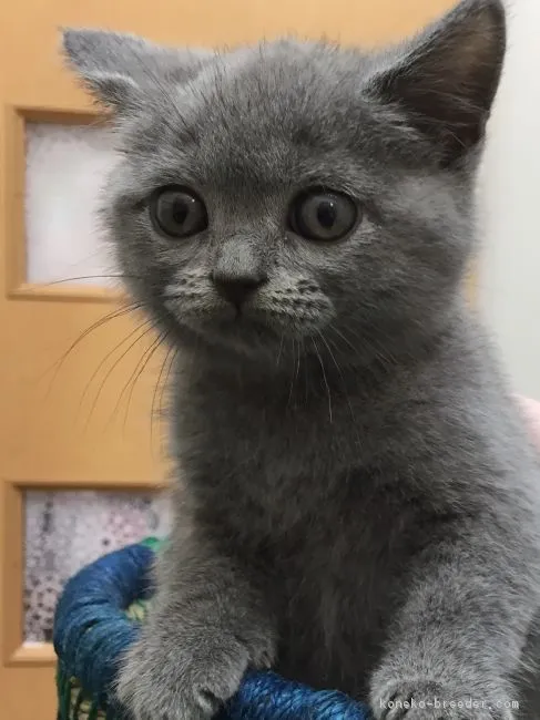 ID：1706-00895の子猫