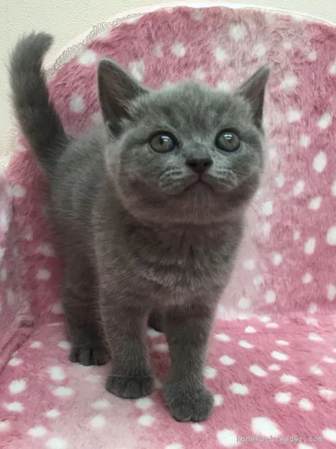 ID：1707-00912の子猫