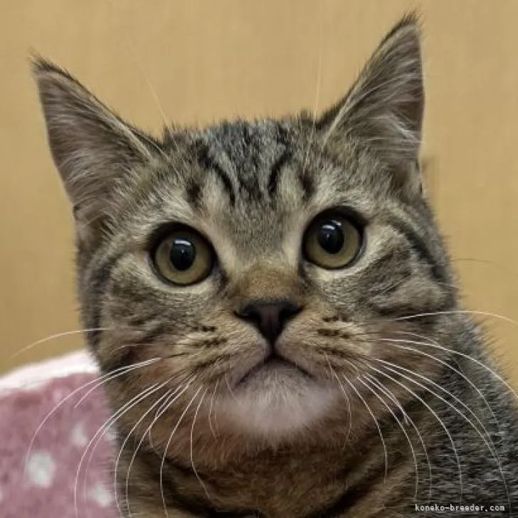 ID:2211-01383の子猫