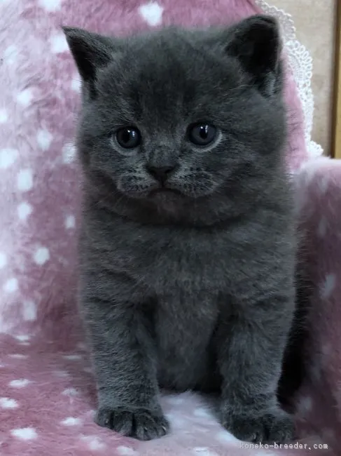 ID：1801-00558の子猫