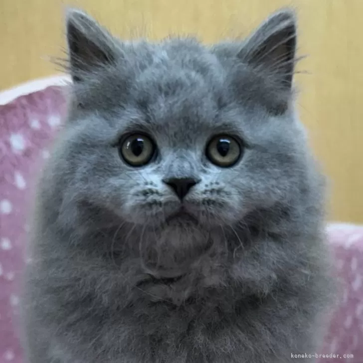 ID:2405-02085の子猫