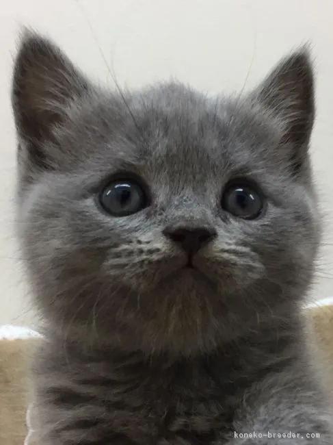 ID:1706-00799の子猫