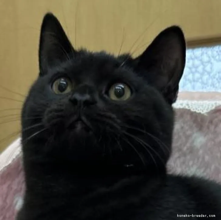 ID：2211-00216の子猫