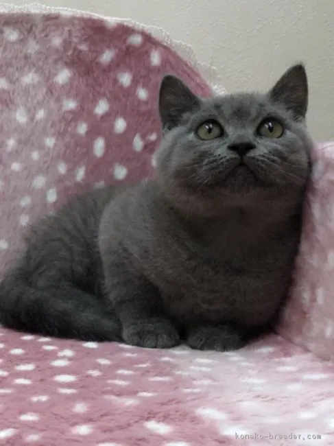 ID：1808-01078の子猫