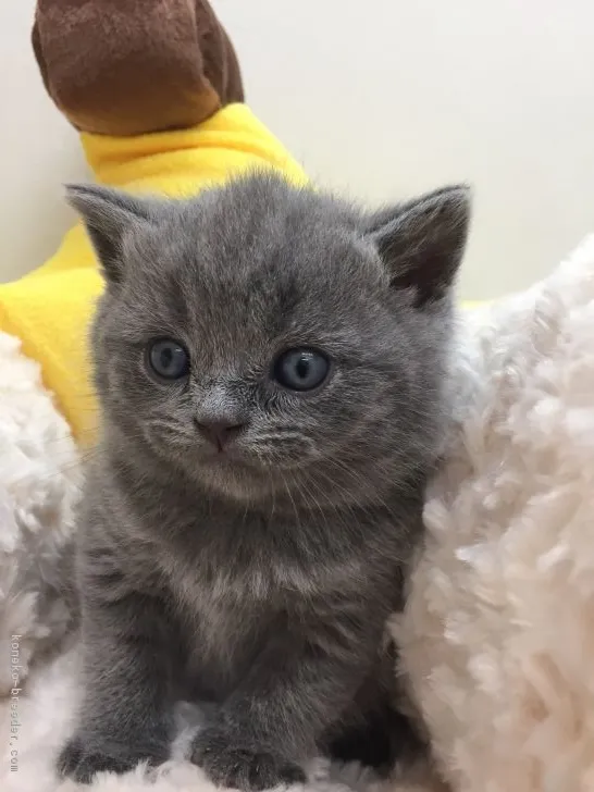 ID:1705-00682の子猫
