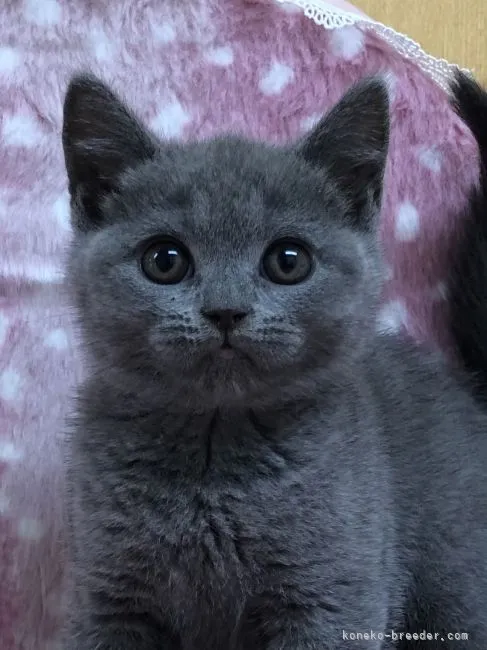 ID:2107-02771の子猫