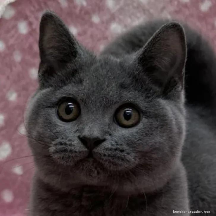 ID：2308-03318の子猫