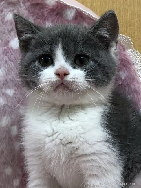 ID：2111-01645の子猫