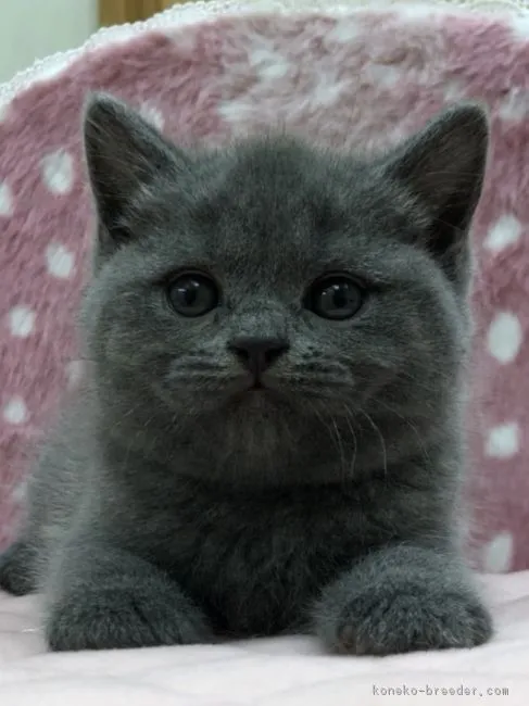 ID：1805-01479の子猫