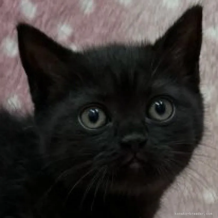 ID：2310-02165の子猫