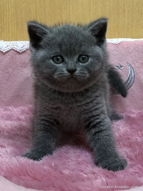 ID：1809-00565の子猫