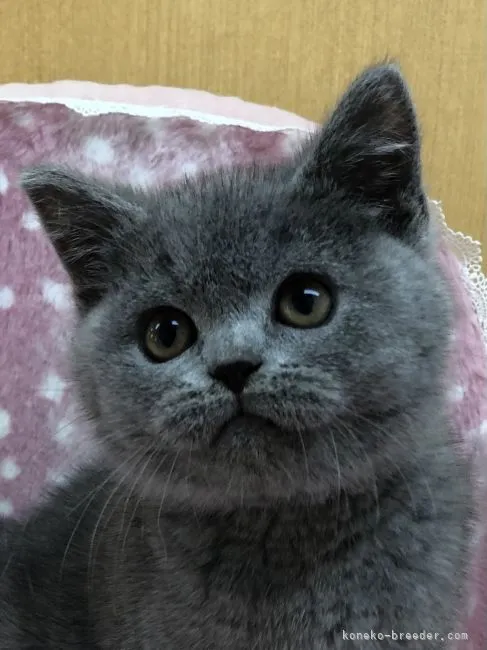ID:2109-00788の子猫
