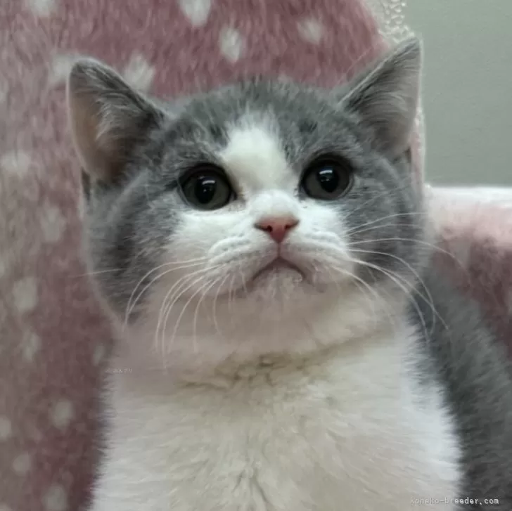 M.K 様のお迎えした子猫