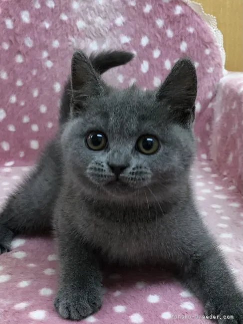 ID:2107-02793の子猫