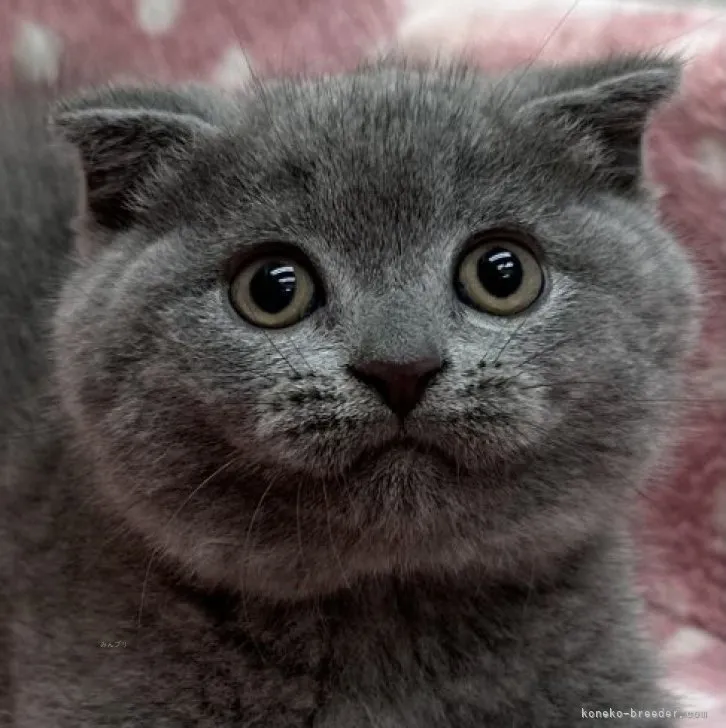 ID:2309-00214の子猫