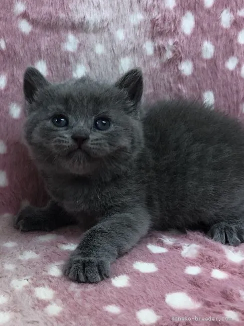 ID:2003-01386の子猫