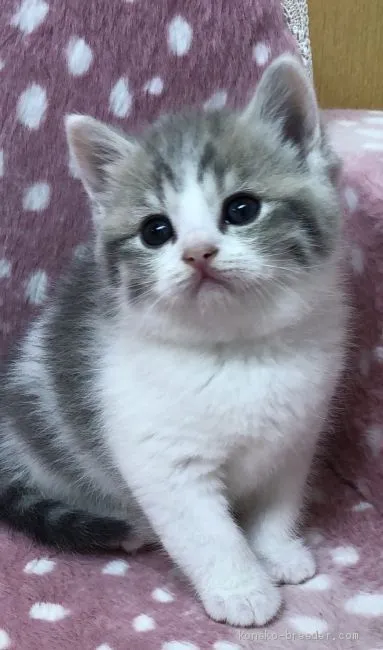 ID:1908-00135の子猫