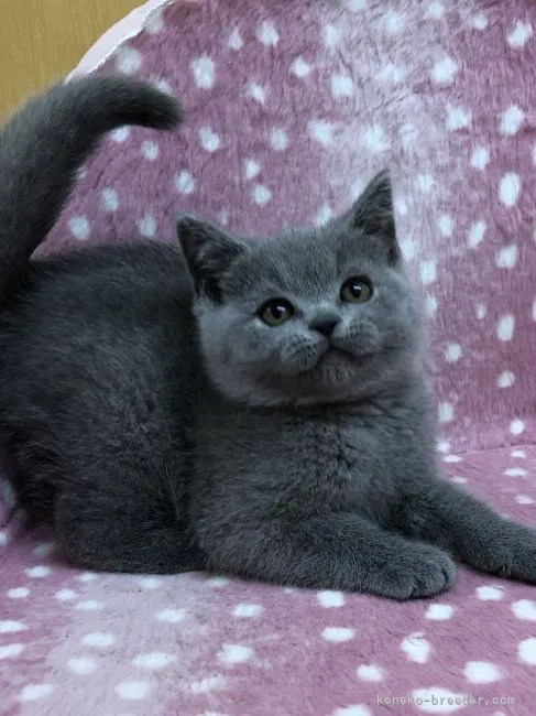 ID:2105-00674の子猫