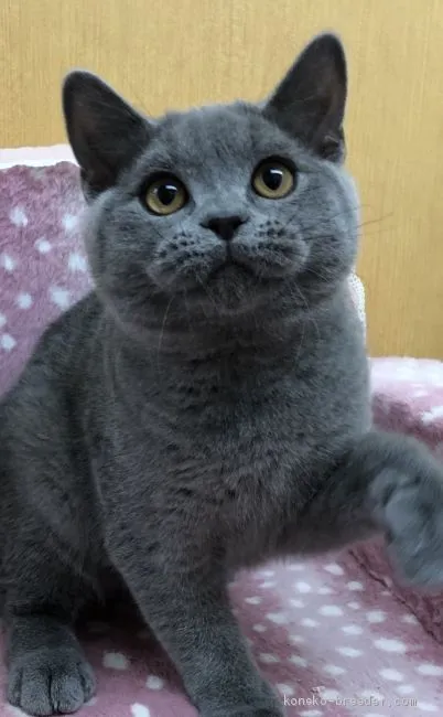 ID:1912-00185の子猫