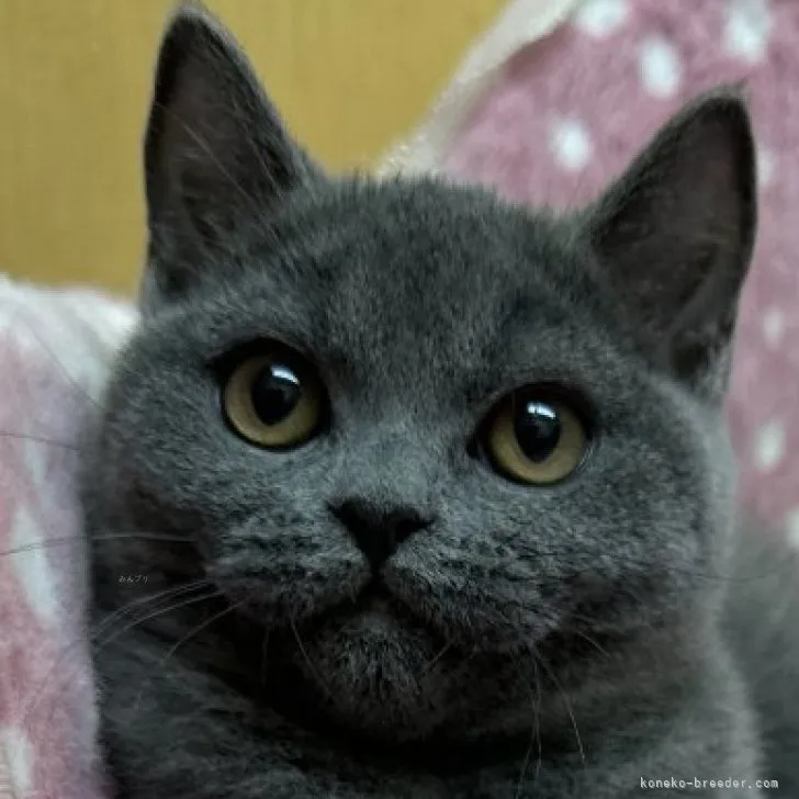 ID：2310-02103の子猫